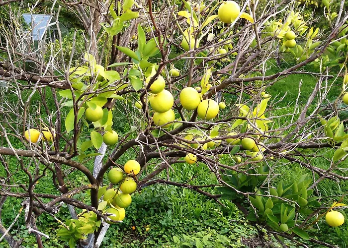 Old Olive Press Sea And Mountain